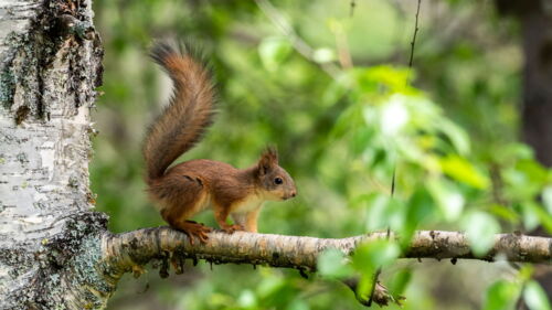 Mitglied - Naturfotografen Schweiz