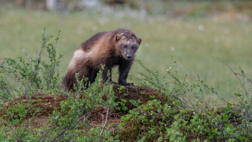 Mitglied - Naturfotografen Schweiz