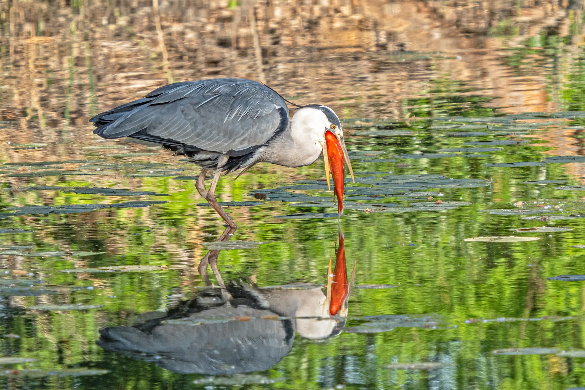 Schweiz - Naturfotografen Schweiz
