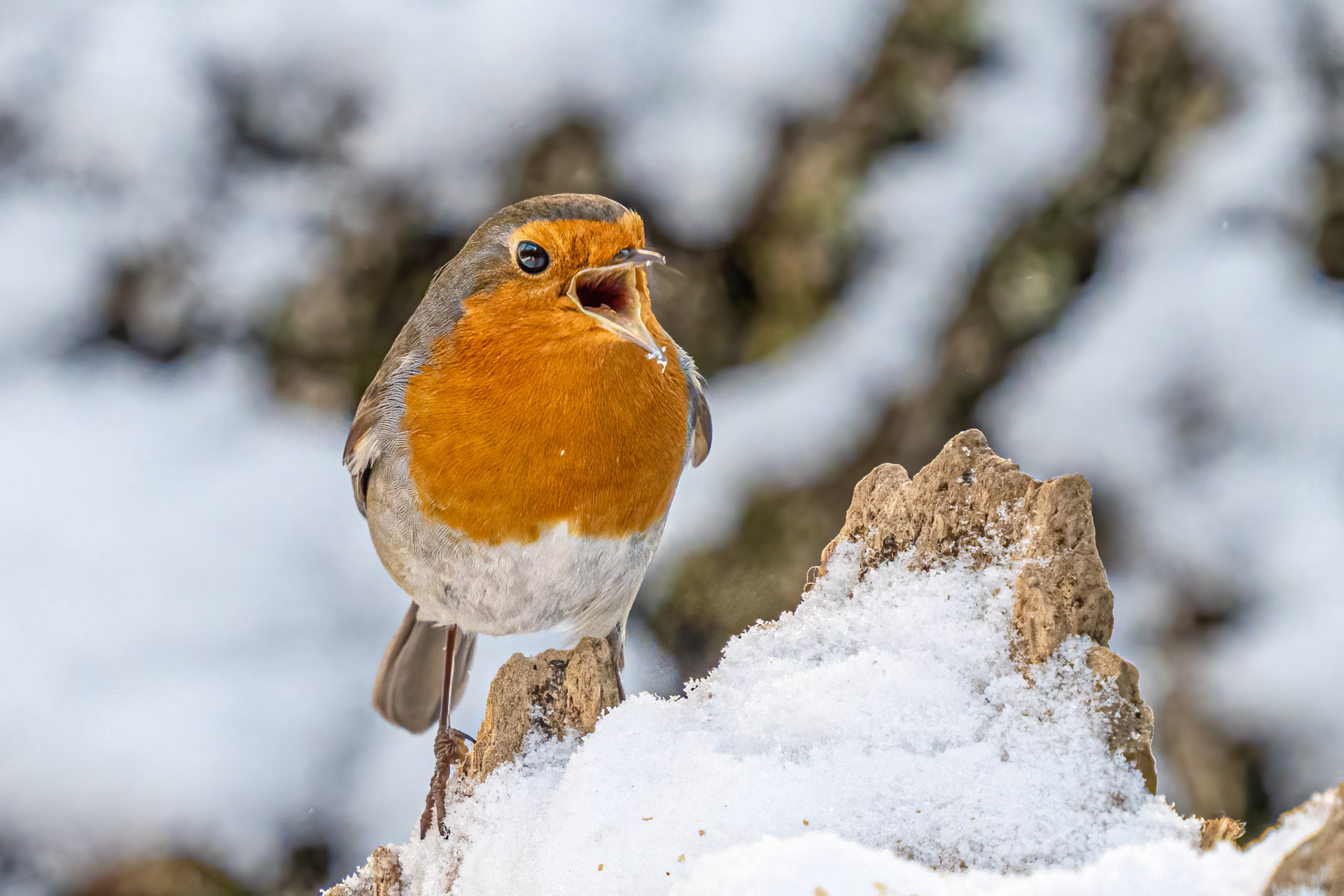 Schweiz - Naturfotografen Schweiz